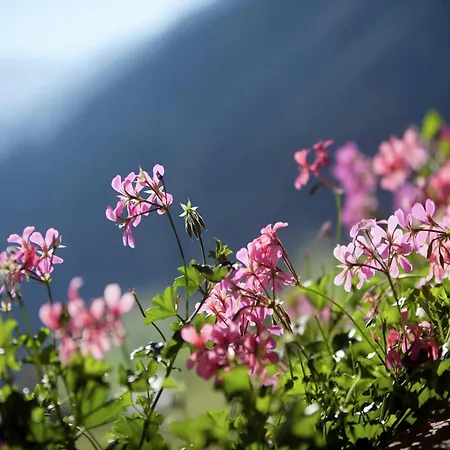 In Near Red 8 Gondola *