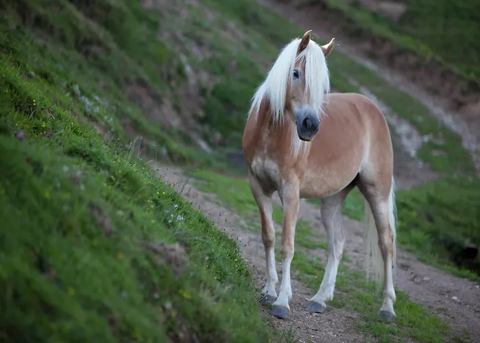 Апартаменты Apartment In Wagrain Near Red 8 Gondola Ваграйн